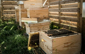 Miel d'été - pot de 500g